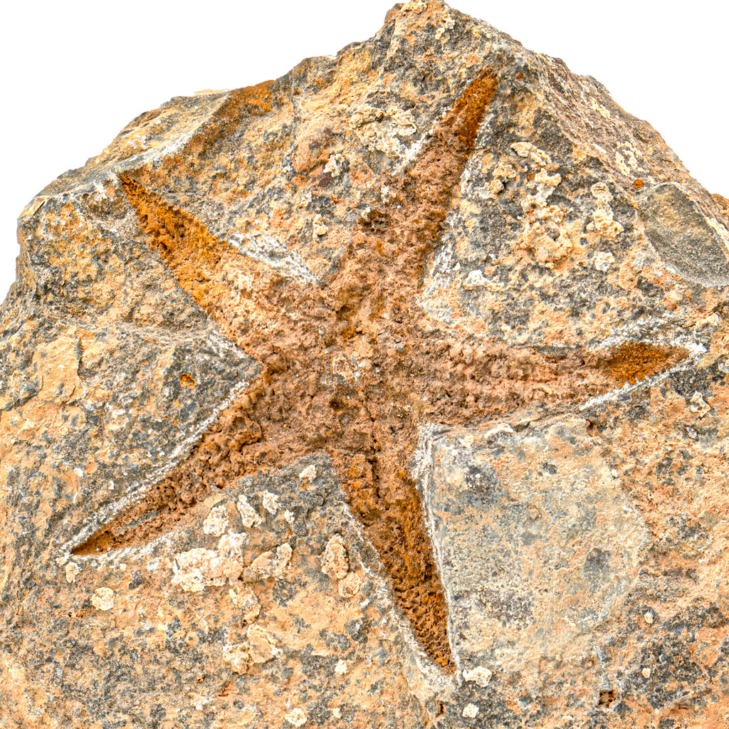 Fossil Starfish - SOLD 5.66" Petraster