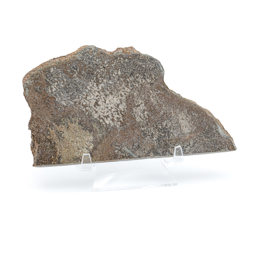 Atlasaurus Bone - 5.67" Polished Slab with Stand
