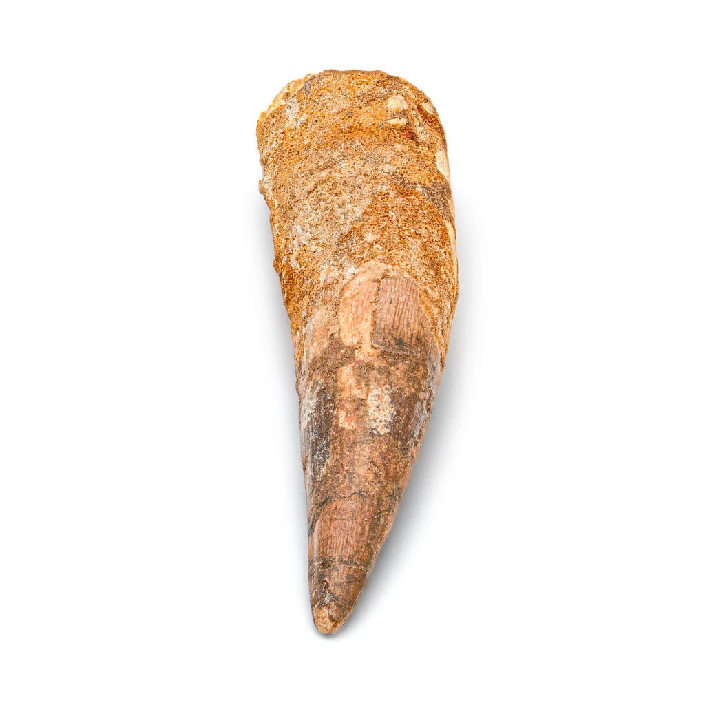 Spinosaurus Tooth - SOLD Beyond XL 5.68"