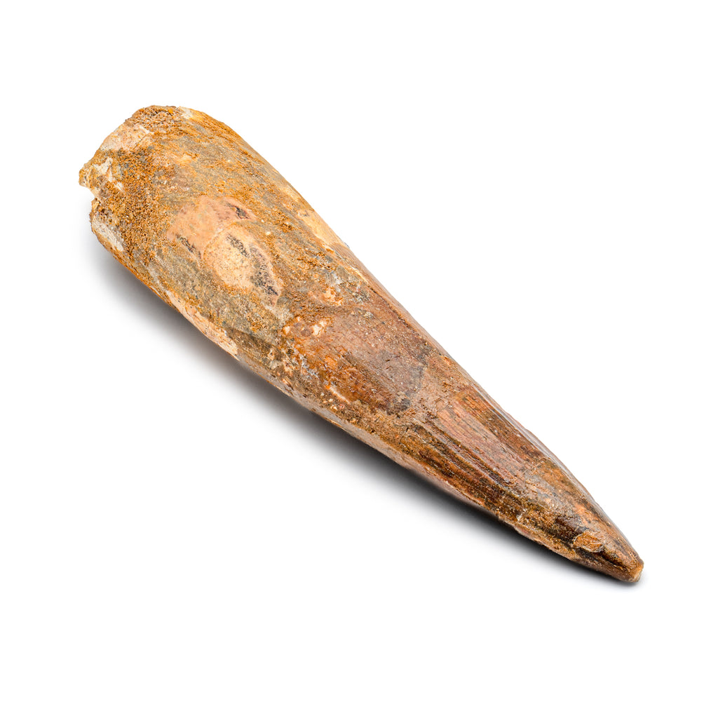 Spinosaurus Tooth - SOLD Beyond XL 5.69"