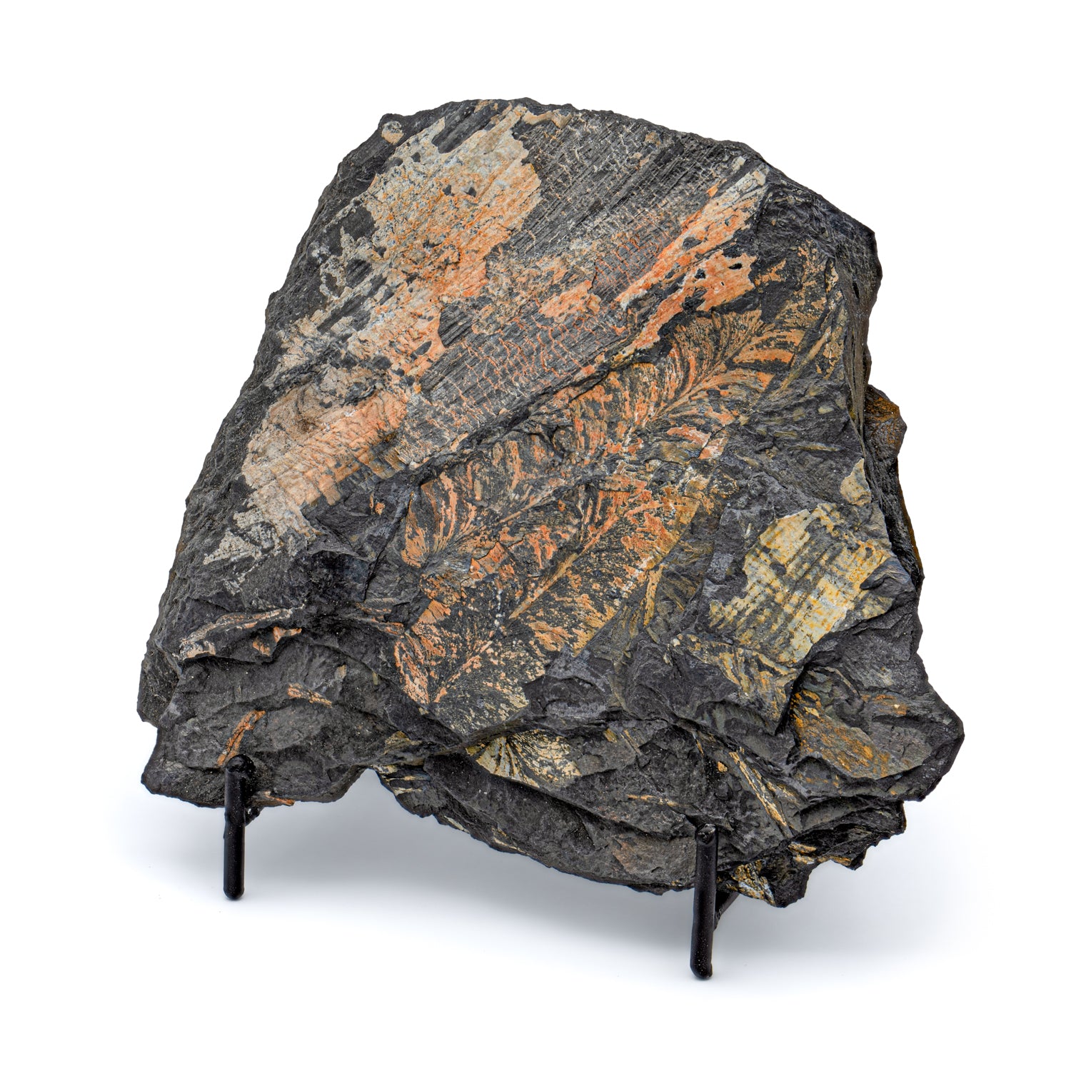 Carboniferous Fossil Plant 4.78