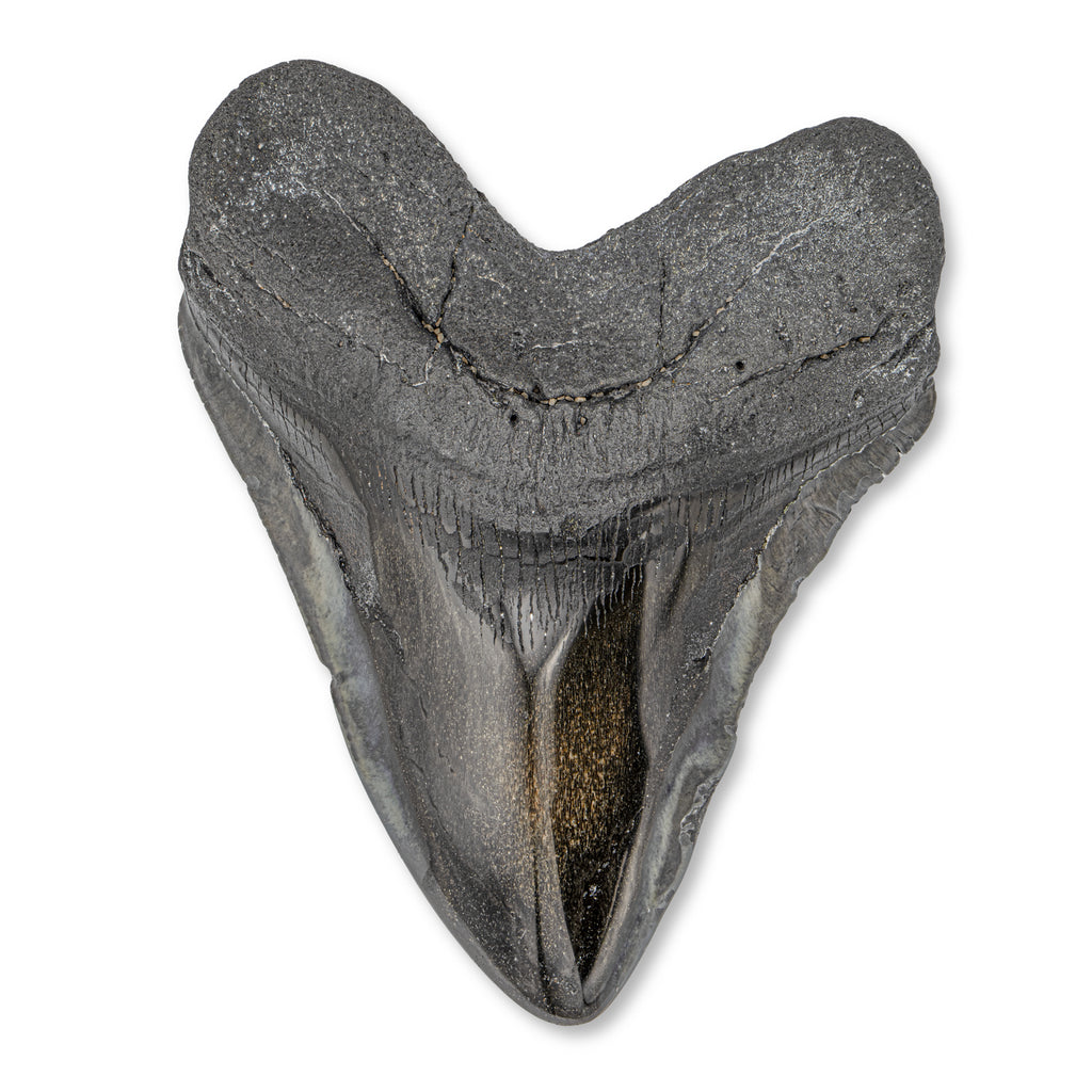 Megalodon Tooth - SOLD 5.71" Polished