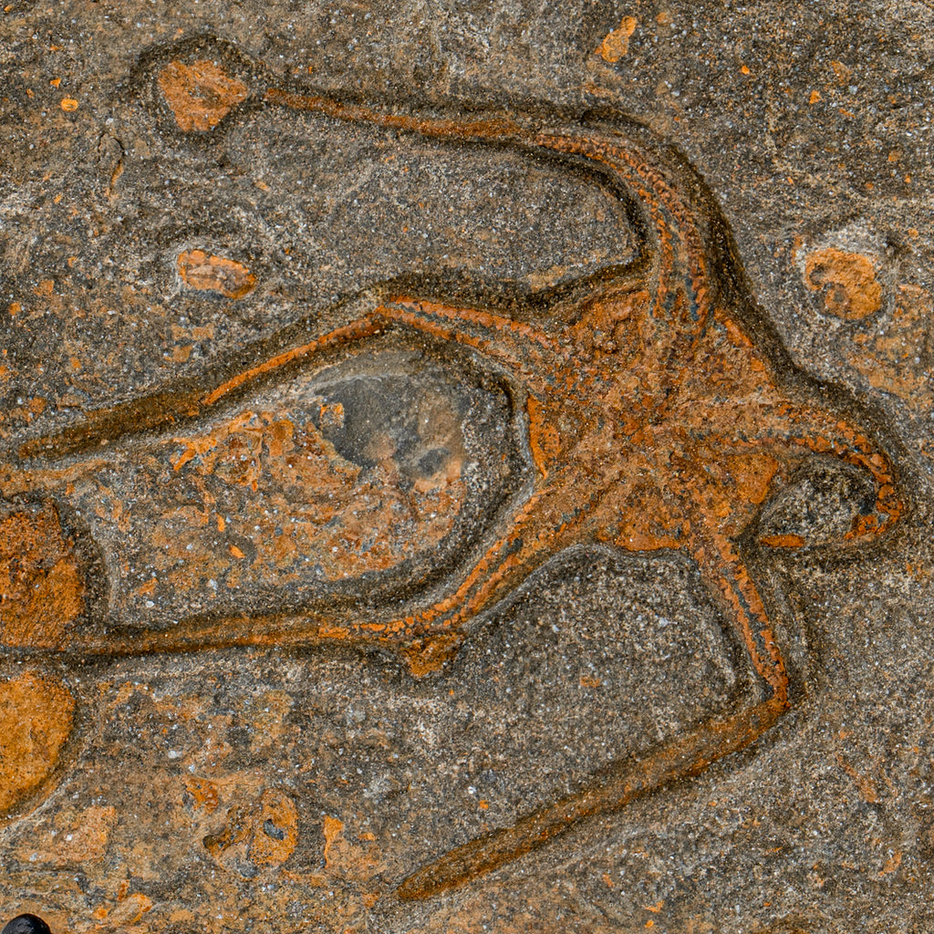 Fossil Brittle Star - SOLD 5.71" Ophiurida