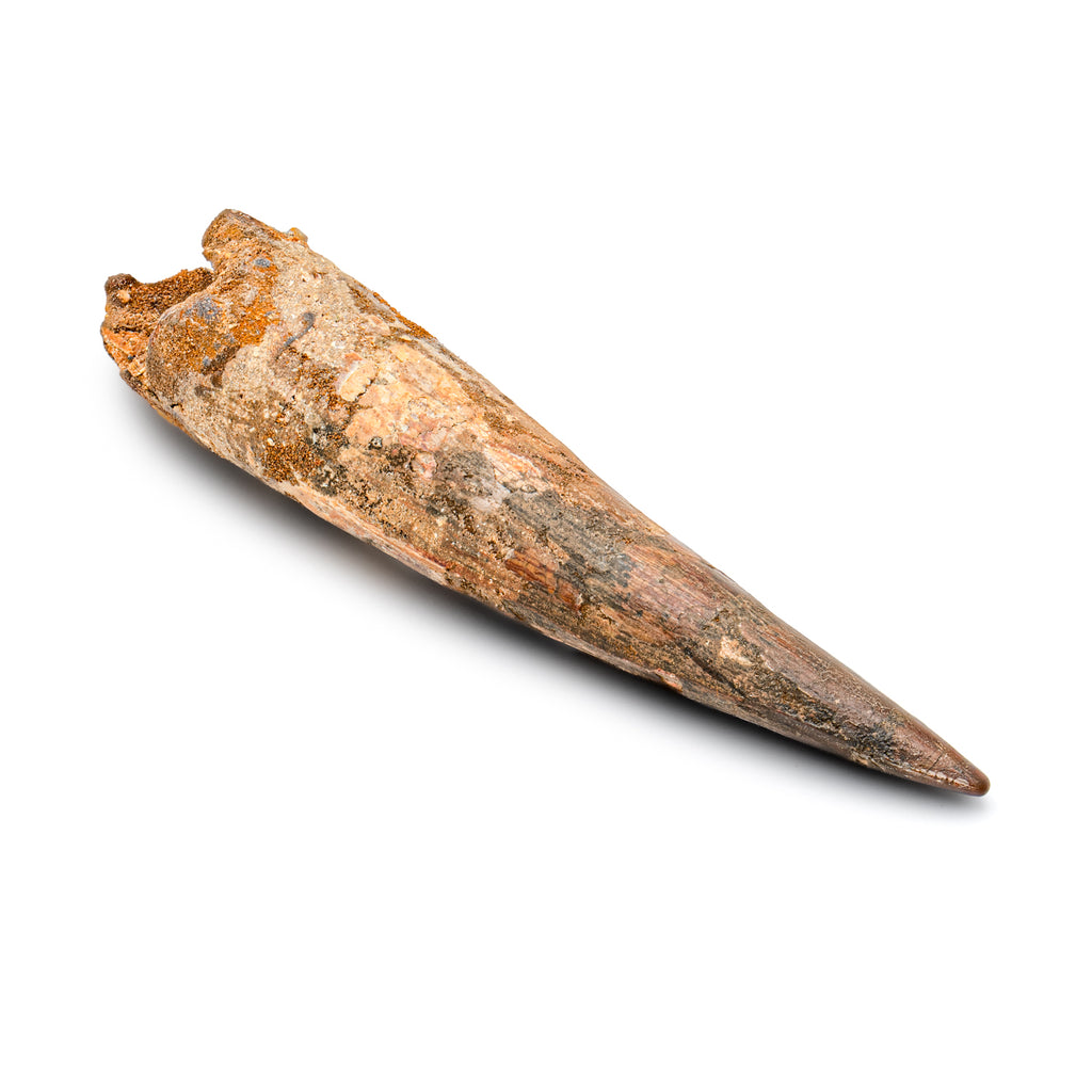 Spinosaurus Tooth - SOLD Beyond XL 5.73"
