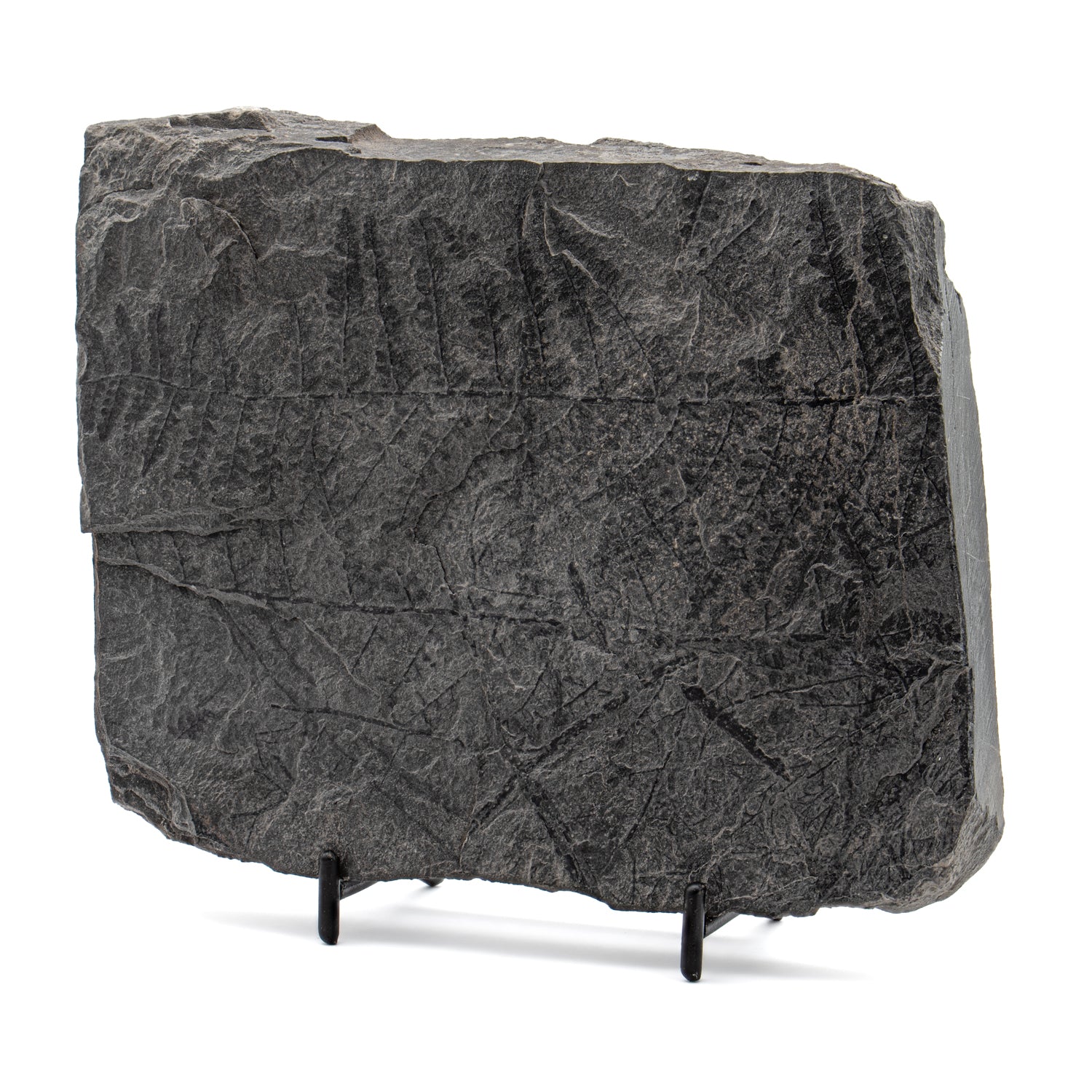 Carboniferous Fossil Plant - 5.73