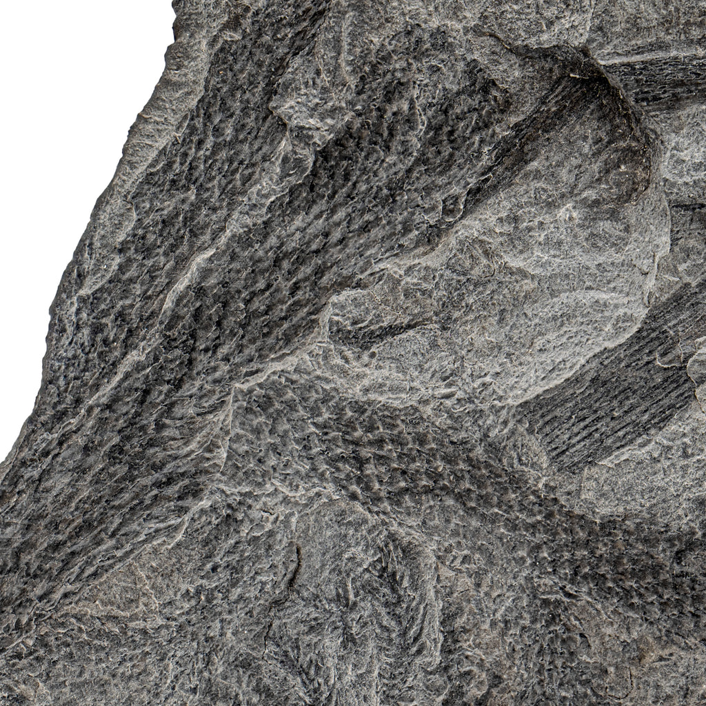 Carboniferous Fossil Plant - 5.73" Lepidodendron