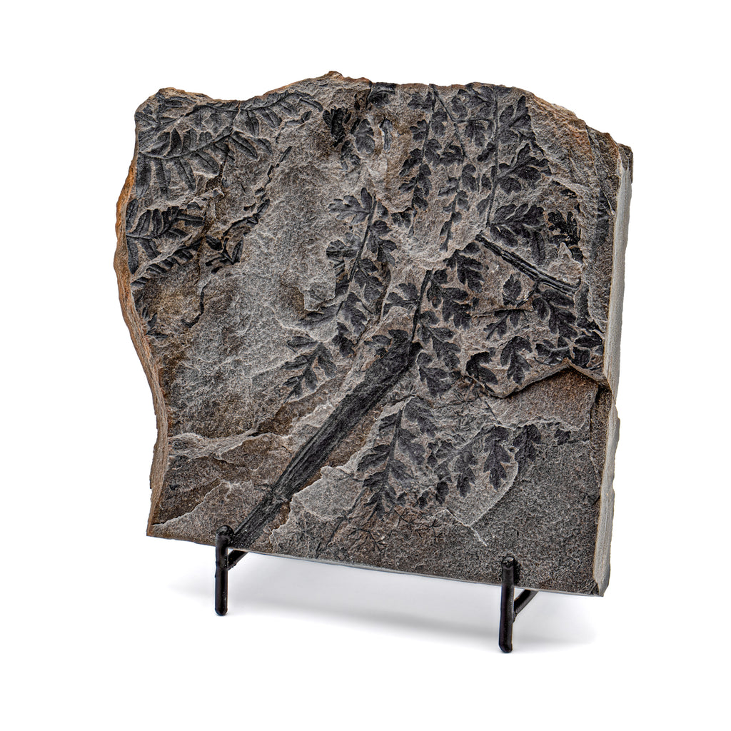 Mazon Creek Fossil Plant - SOLD 5.82"