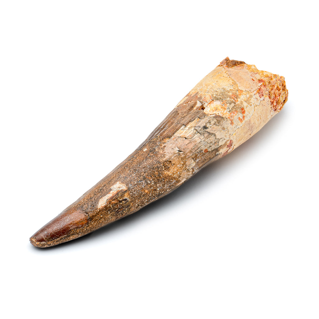 Spinosaurus Tooth - Beyond XL SOLD 5.93"