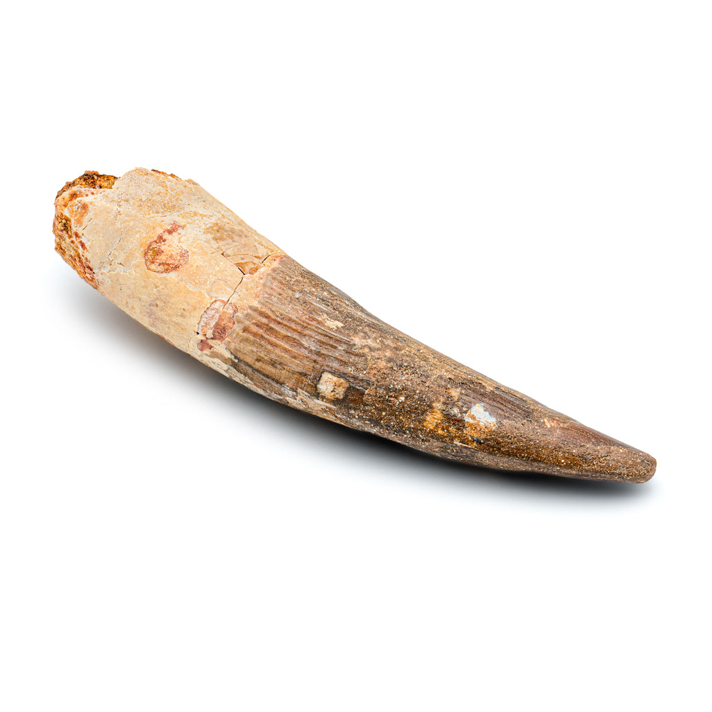 Spinosaurus Tooth - Beyond XL SOLD 5.93"