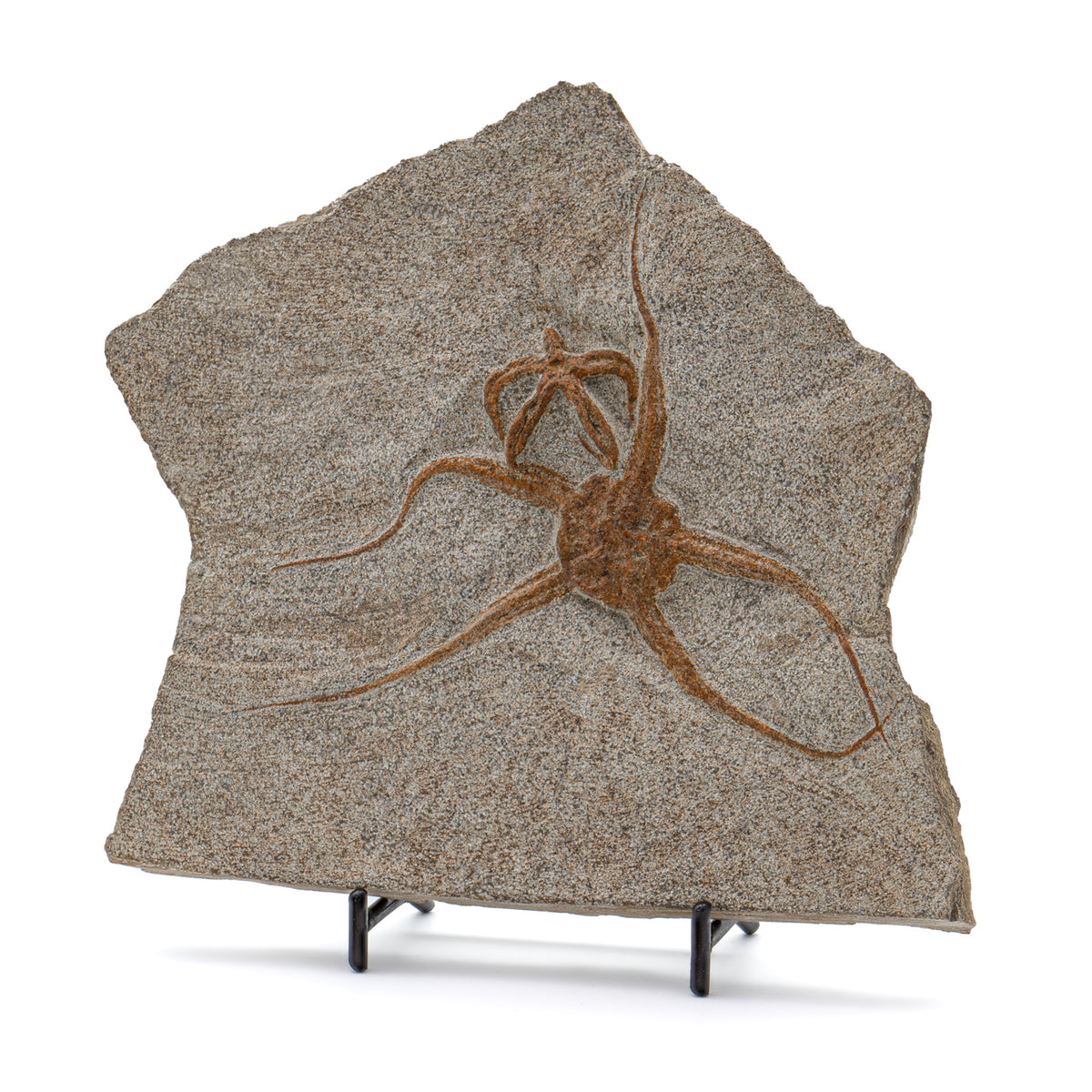 Fossil Brittle Star - 6.02" Ophiurida