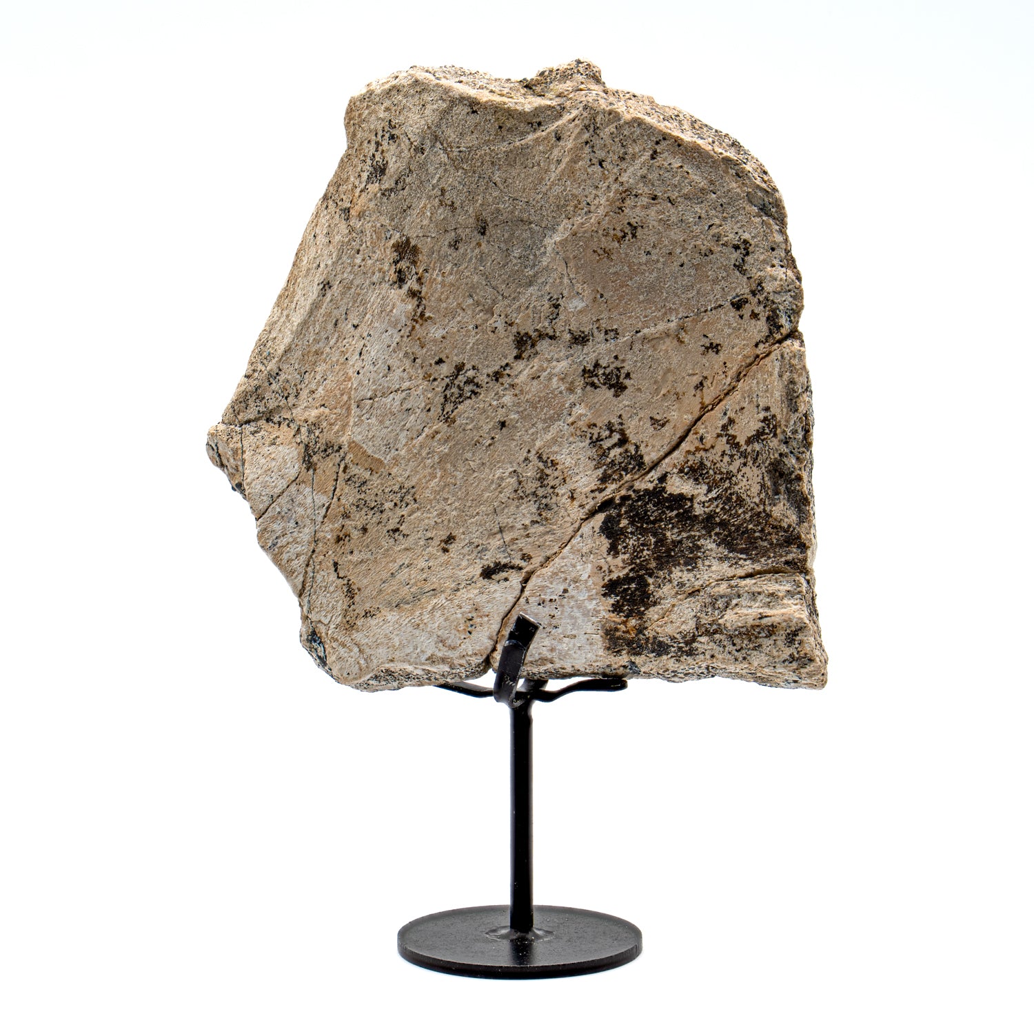 Allosaurus Vertebra - 6.030