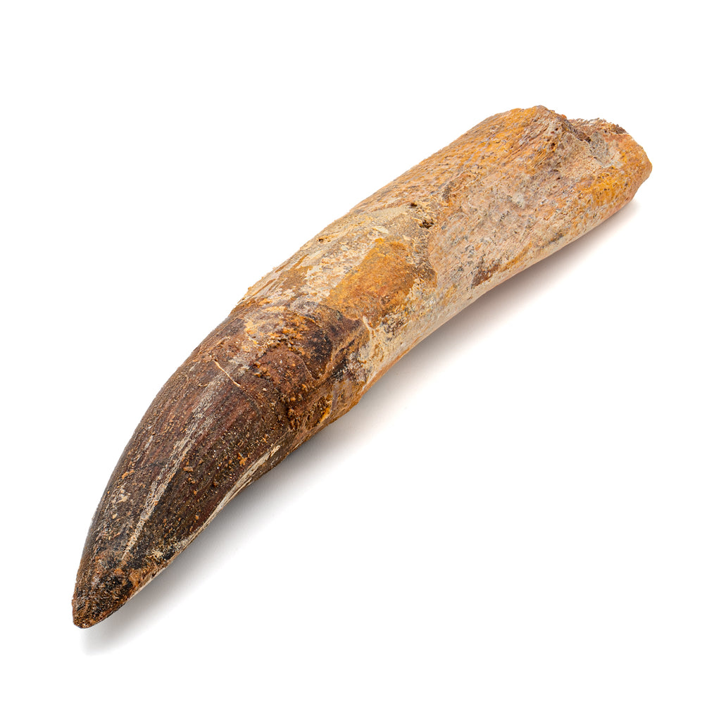 Spinosaurus Tooth - SOLD Beyond XL 6.04"
