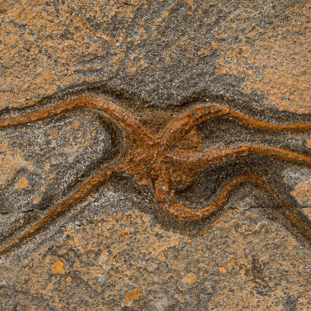 Fossil Brittle Star - SOLD 6.06" Ophiurida