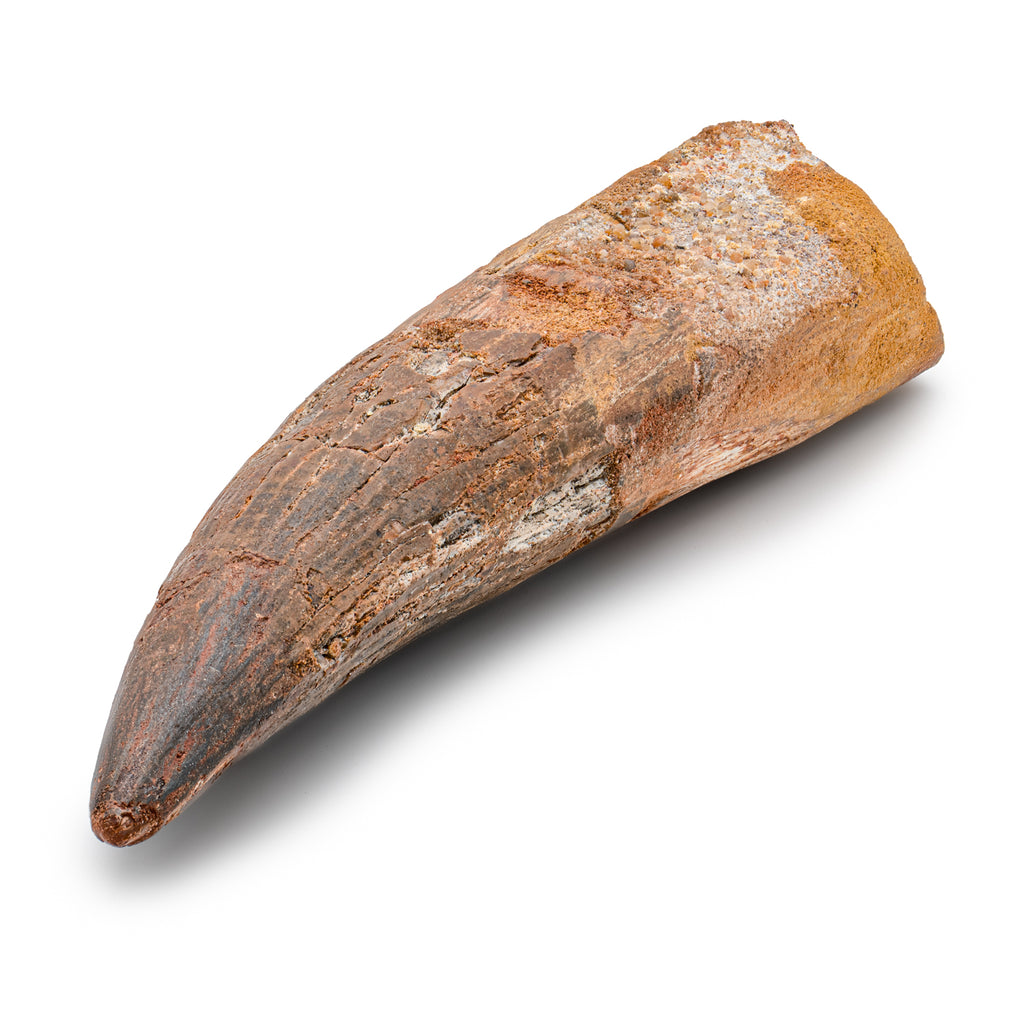 Spinosaurus Tooth - SOLD Beyond XL 6.09"