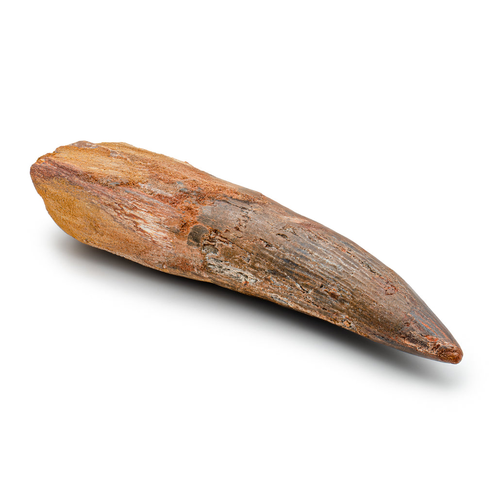 Spinosaurus Tooth - SOLD Beyond XL 6.09"