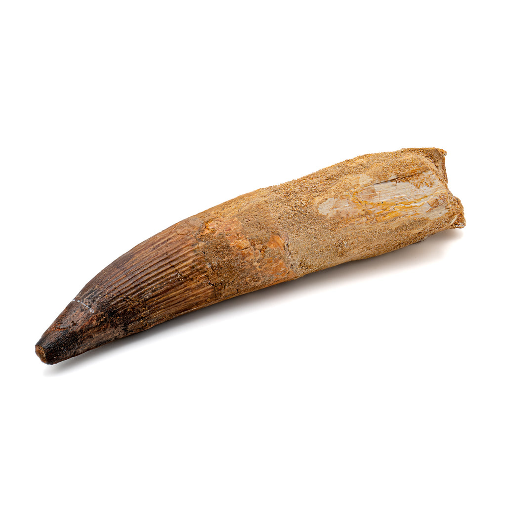 Spinosaurus Tooth - SOLD Beyond XL 6.13"