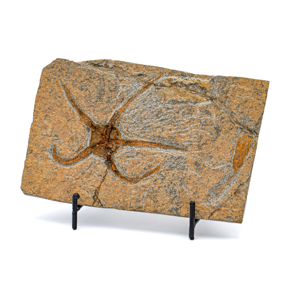 Fossil Brittle Star - SOLD 6.15