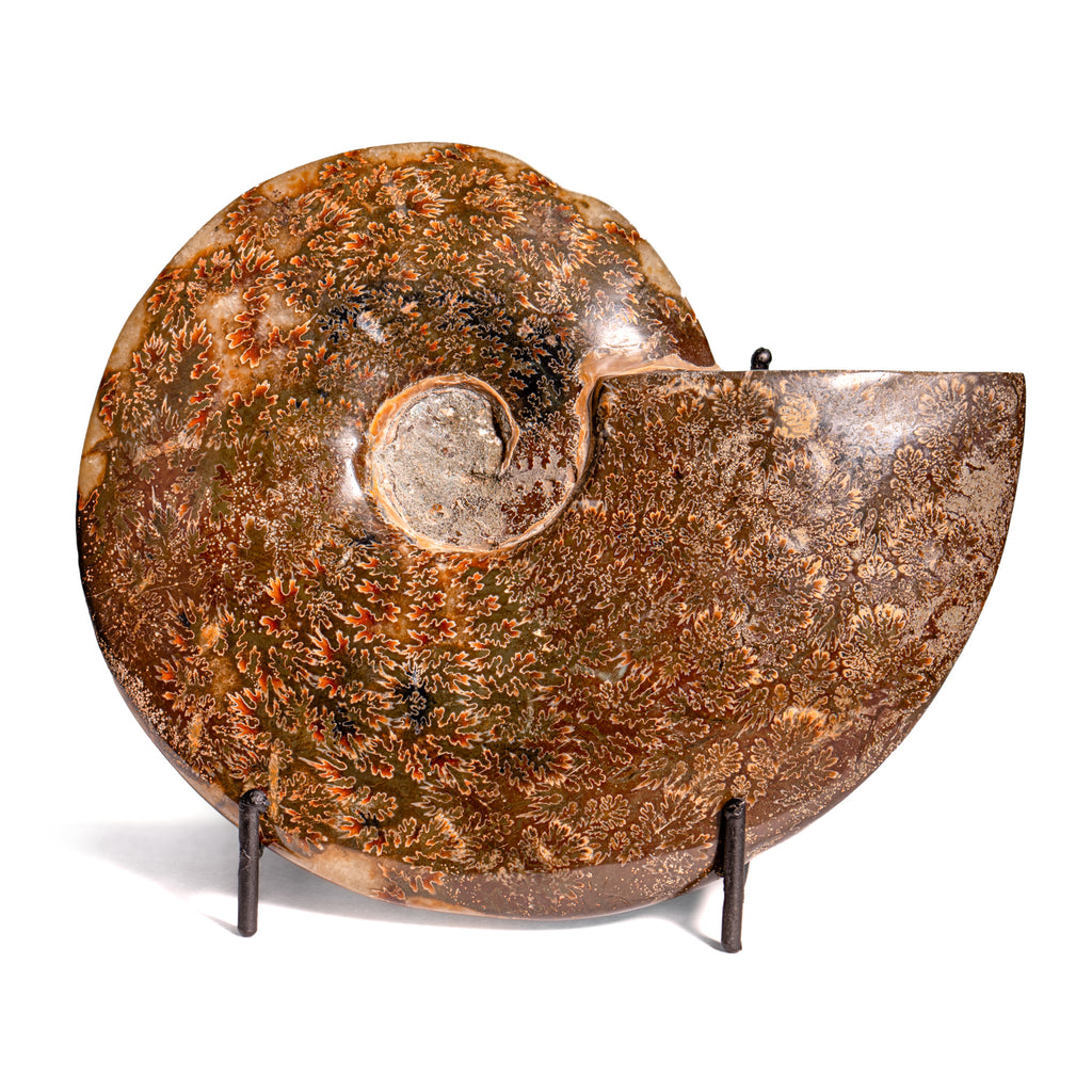 Polished Sutured Ammonite - 6.18" Cleoniceras