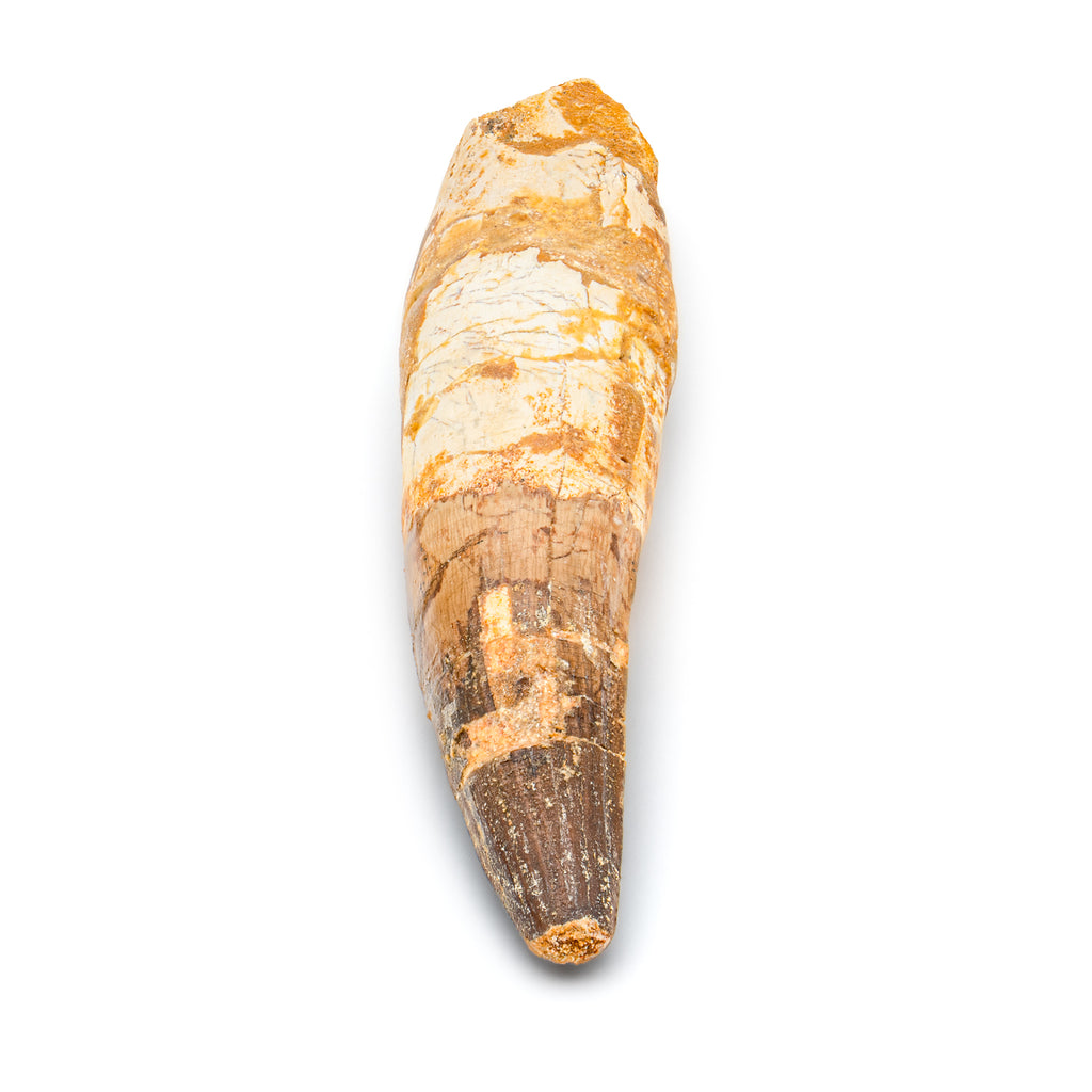 Spinosaurus Tooth - SOLD Beyond XL 6.21"