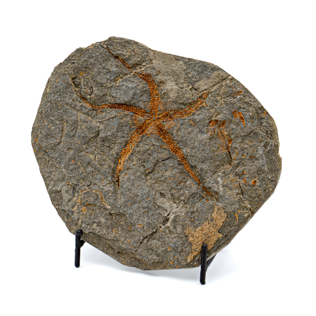 Fossil Brittle Star - SOLD 6.21" Ophiurida