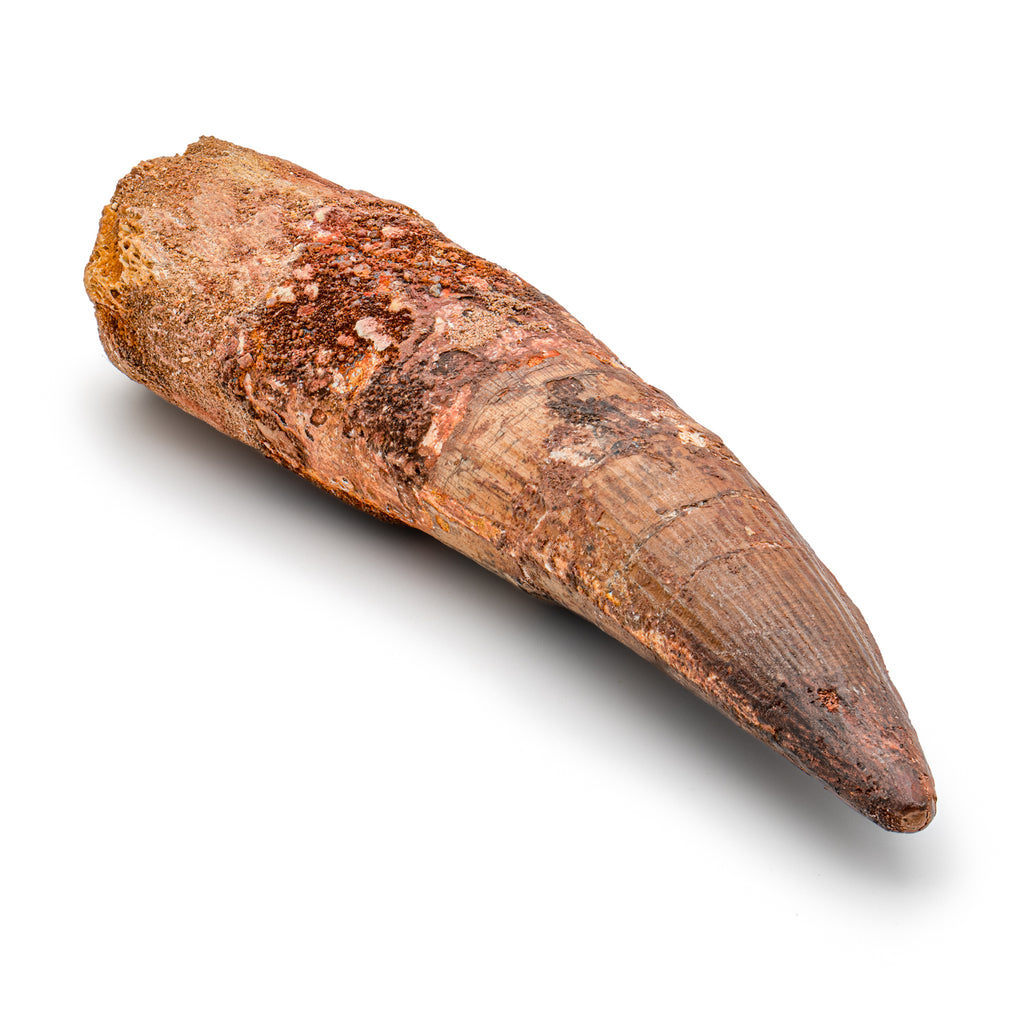 Spinosaurus Tooth - SOLD Beyond XL 6.23"