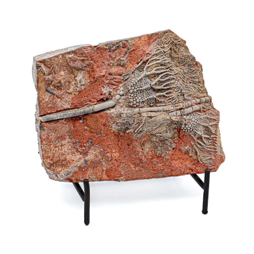 Crinoid