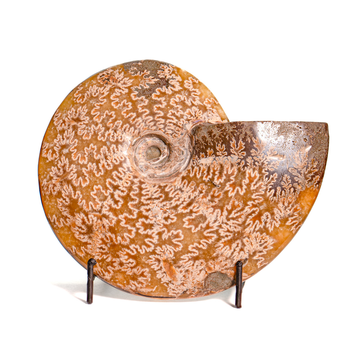 Polished Sutured Ammonite - 6.26" Cleoniceras