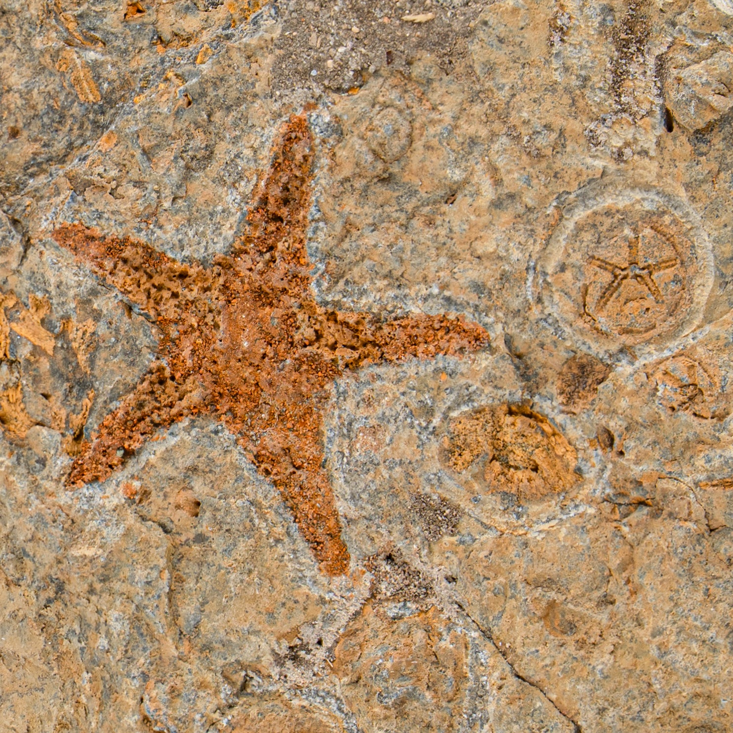 FOSSIL - FOSSIL ナチュラル151 Genuine Natural Fossilized Ammonite Cluster (11 lbs) — Astro