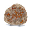 Dinosaur Dung (Coprolite) - 6.32