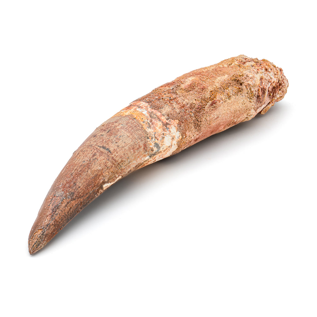 Spinosaurus Tooth - SOLD Beyond XL 6.33"