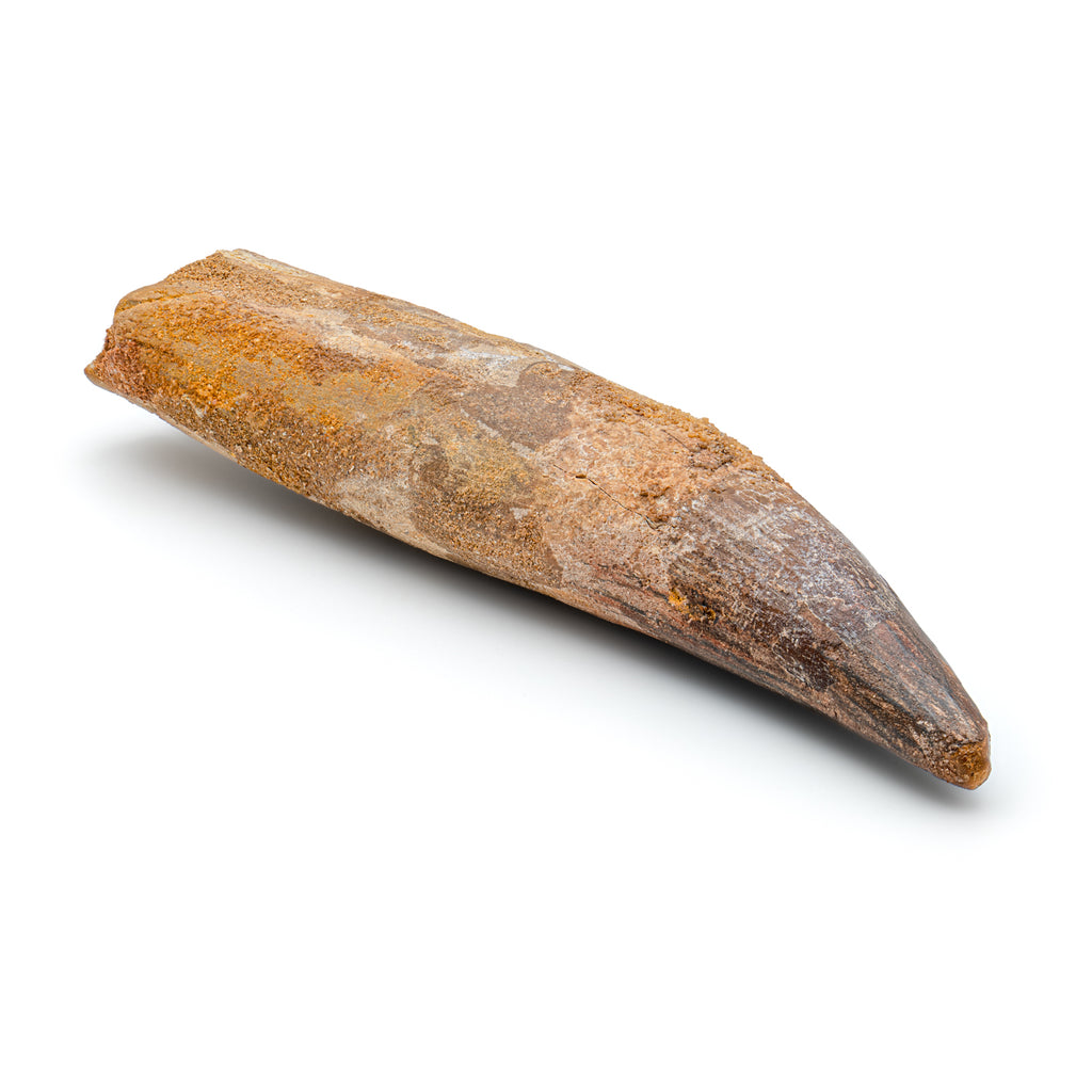 Spinosaurus Tooth - Beyond XL SOLD 6.34"