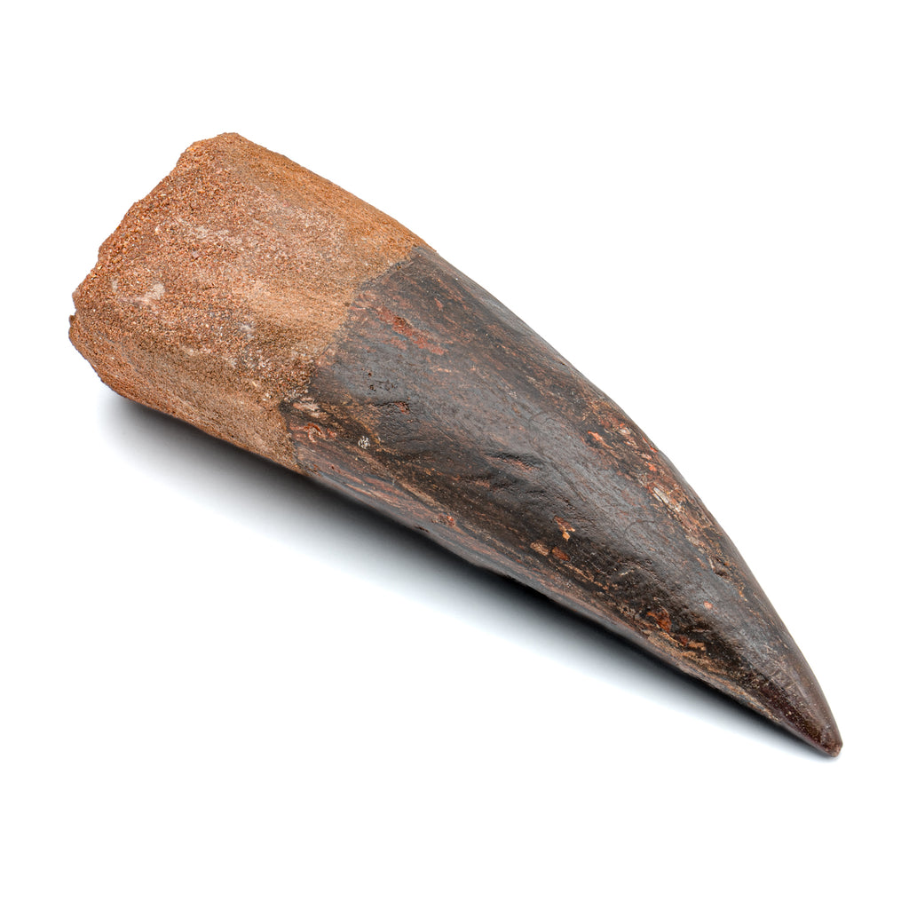 Spinosaurus Tooth - SOLD Beyond XL 6.42"