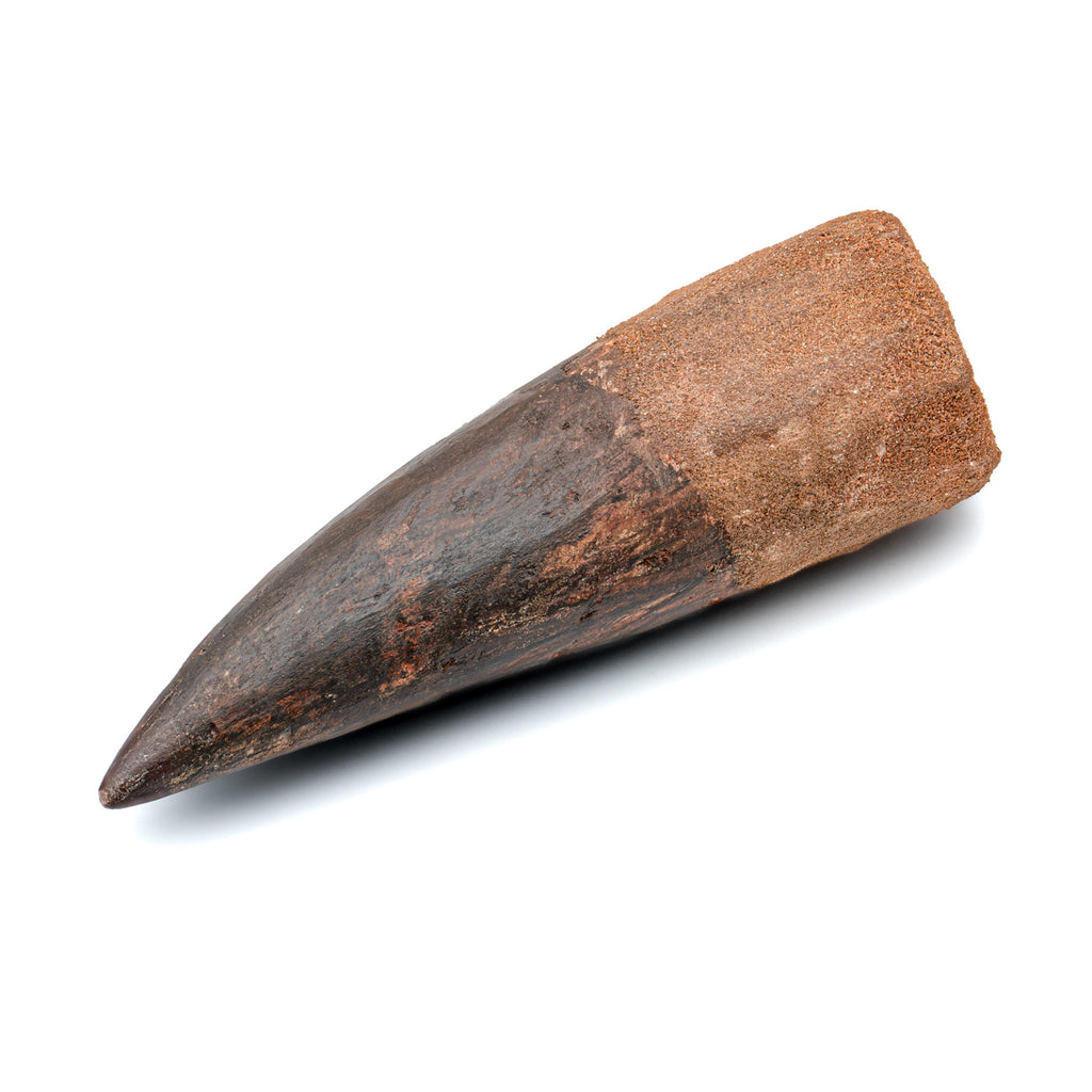 Spinosaurus Tooth - SOLD Beyond XL 6.42"