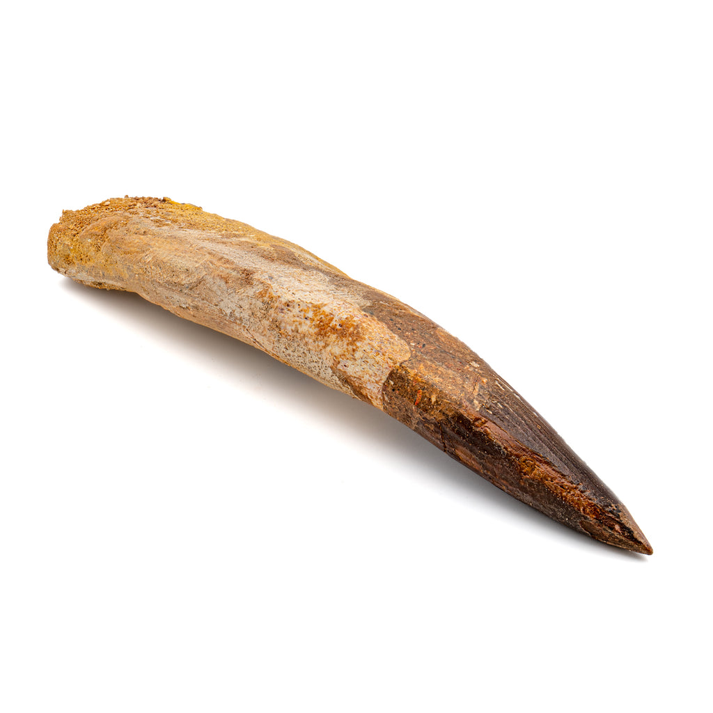 Spinosaurus Tooth - SOLD Beyond XL 6.44"