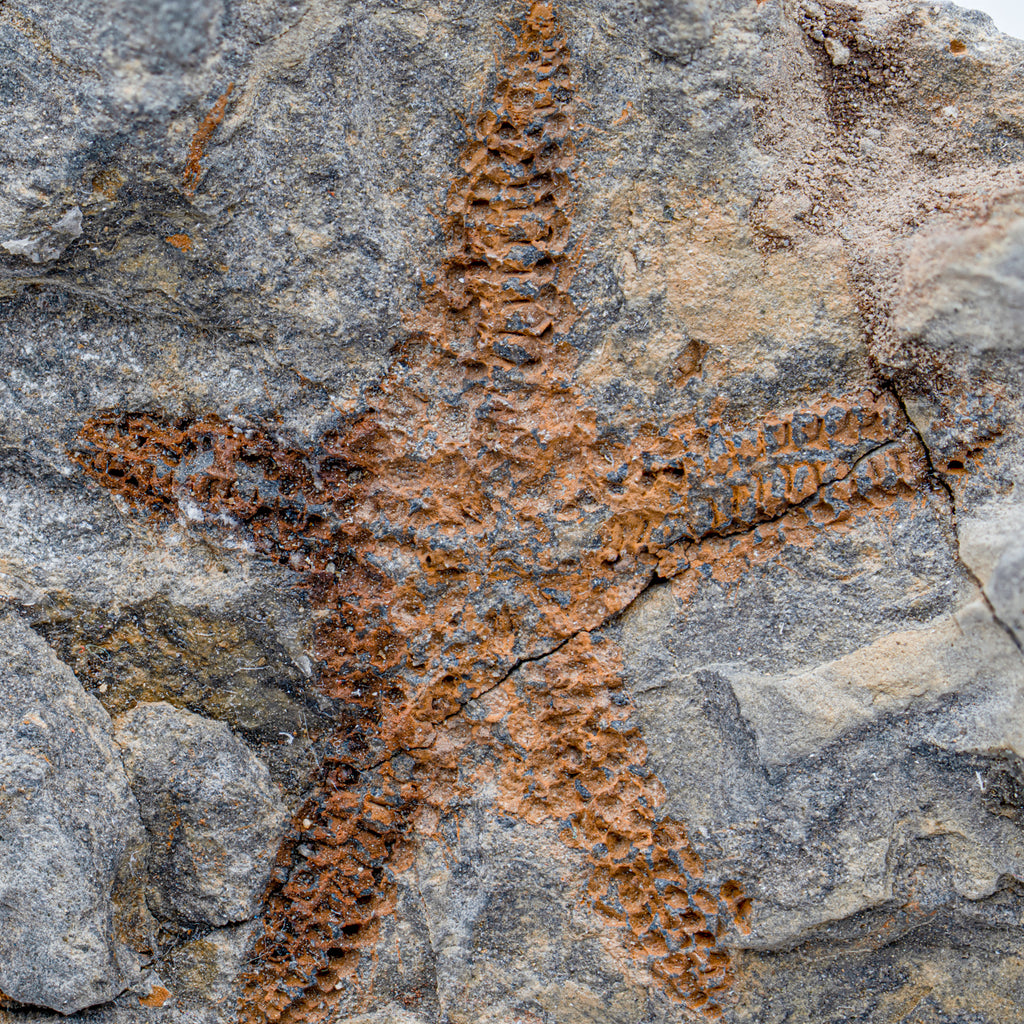 Fossil Starfish - SOLD 6.48" Petraster Trio