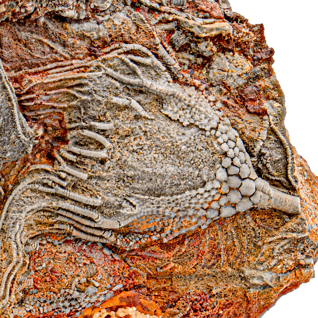 Crinoid