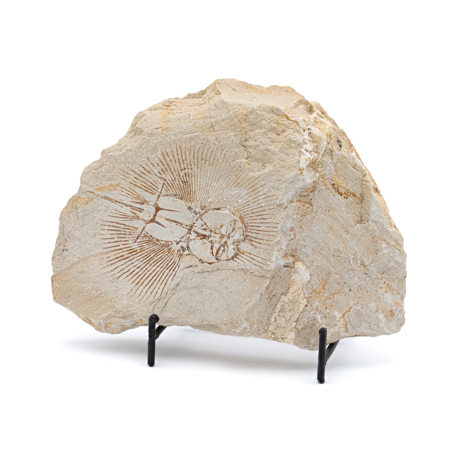 65535C240614-MAIN-005_1500x.