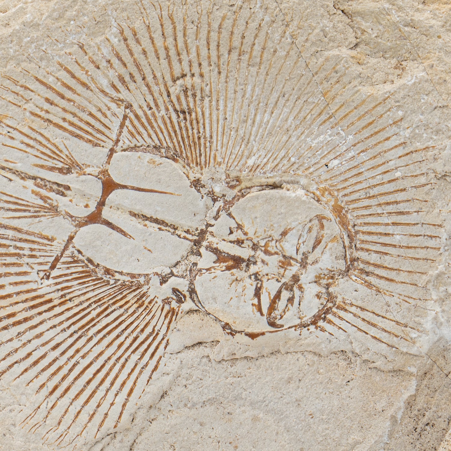 65535C240614-MAIN-006_1500x.