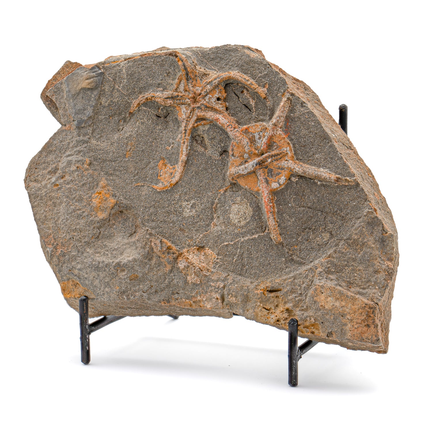 65705BS241206-MAIN-020_1500x.