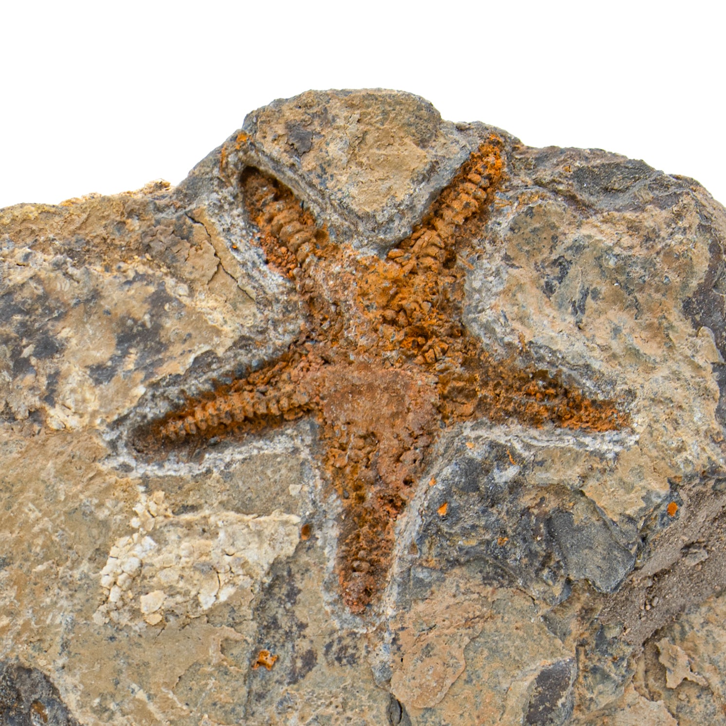 FOSSIL - FOSSIL ナチュラル151 Genuine Natural Fossilized Ammonite Cluster (11 lbs) — Astro