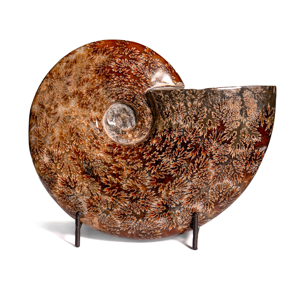 Polished Sutured Ammonite - SOLD 6.70" Cleoniceras