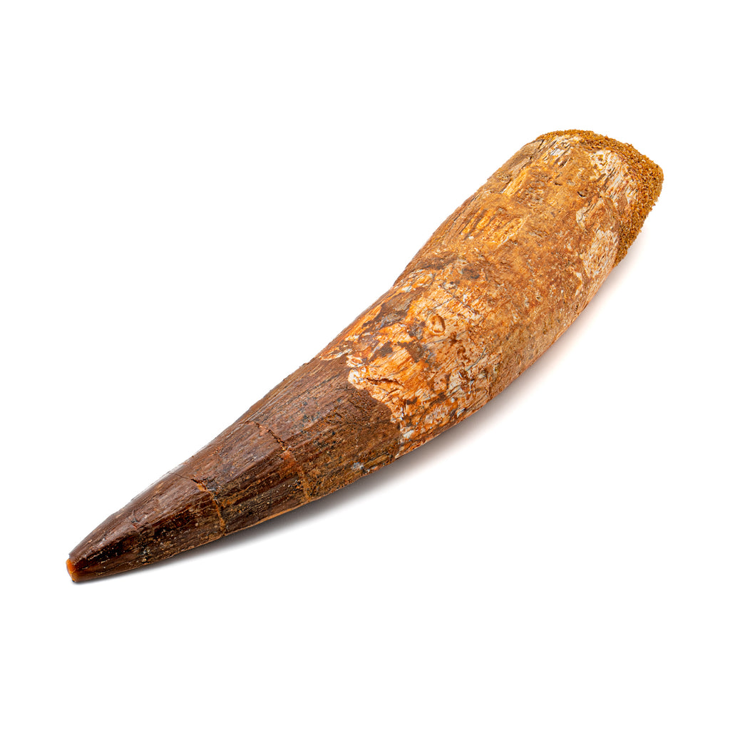 Spinosaurus Tooth - SOLD Beyond XL 6.76"