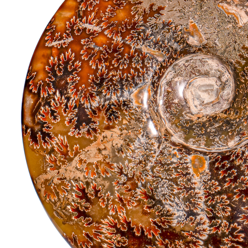 Polished Sutured Ammonite - 6.80" Cleoniceras