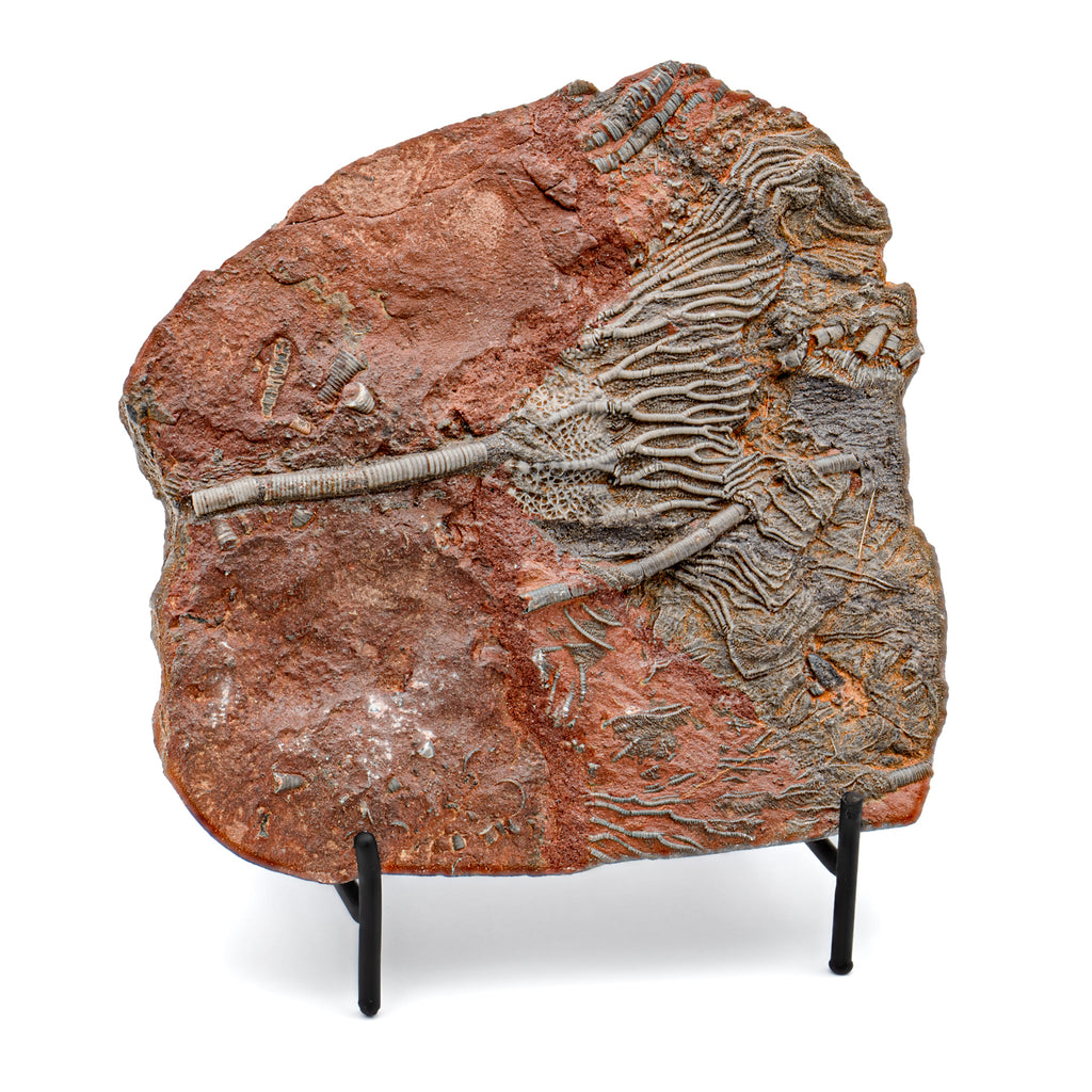 Crinoid