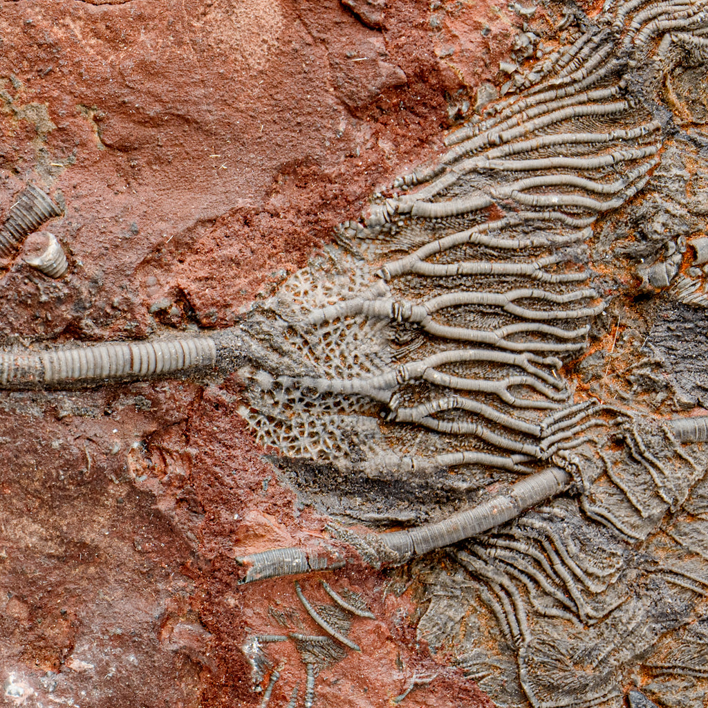 Crinoid Fossil Plate - SOLD 6.83"