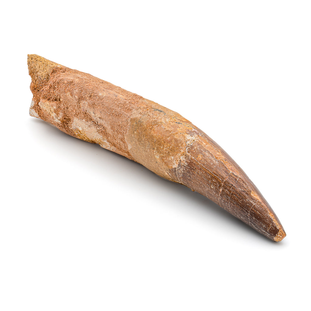 Spinosaurus Tooth - SOLD Beyond XL 6.85"