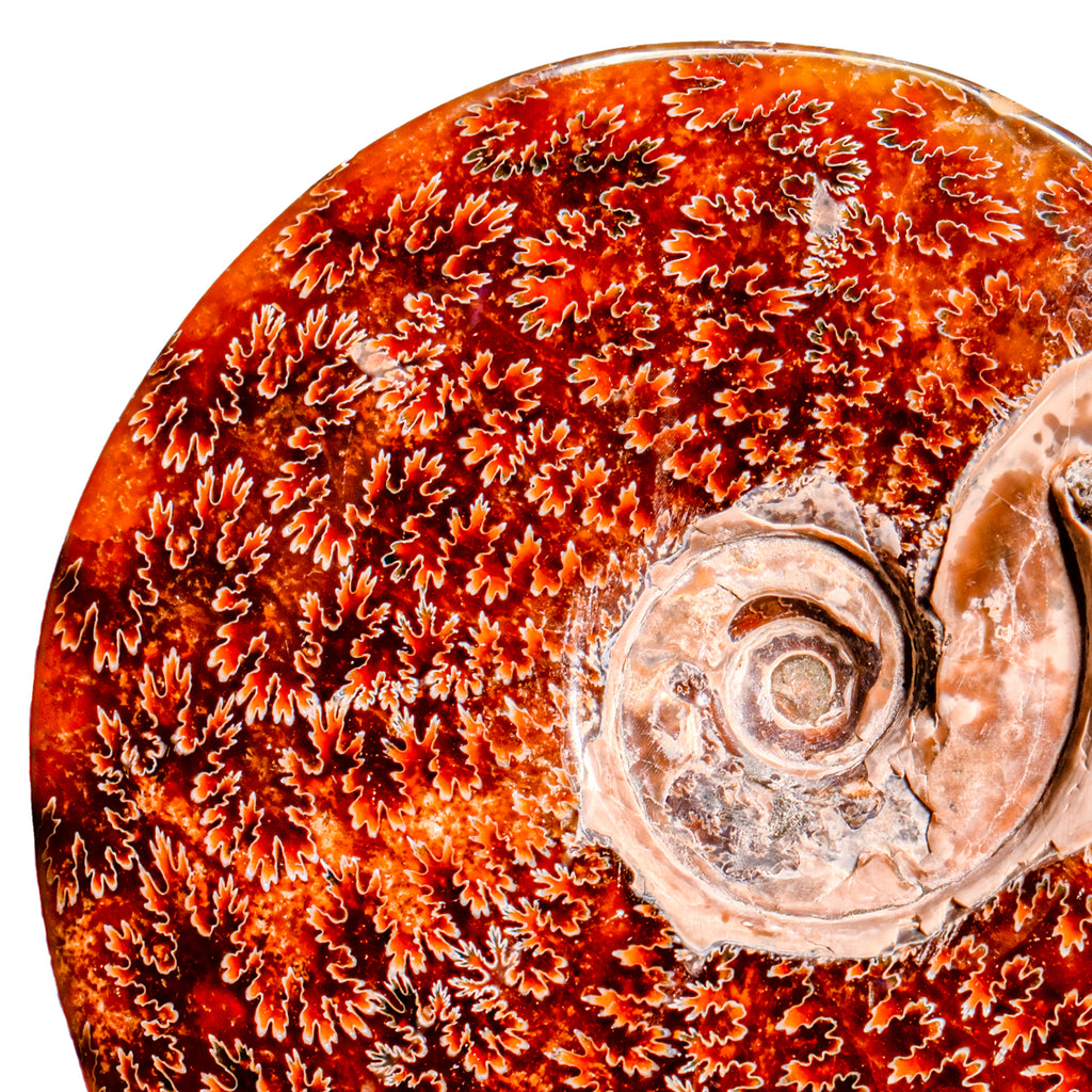 Polished Sutured Ammonite - SOLD 6.96" Cleoniceras
