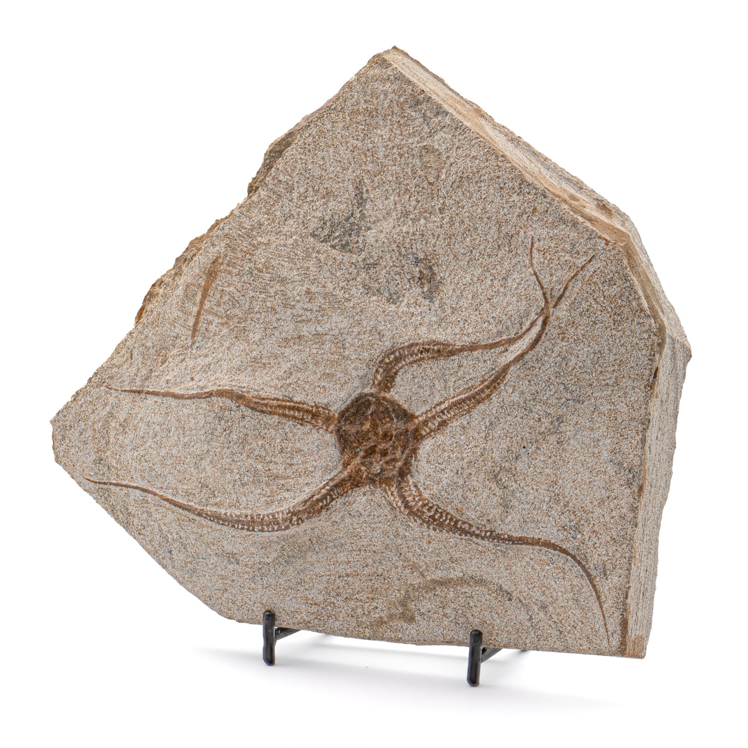 Fossil Brittle Star - SOLD 7.00