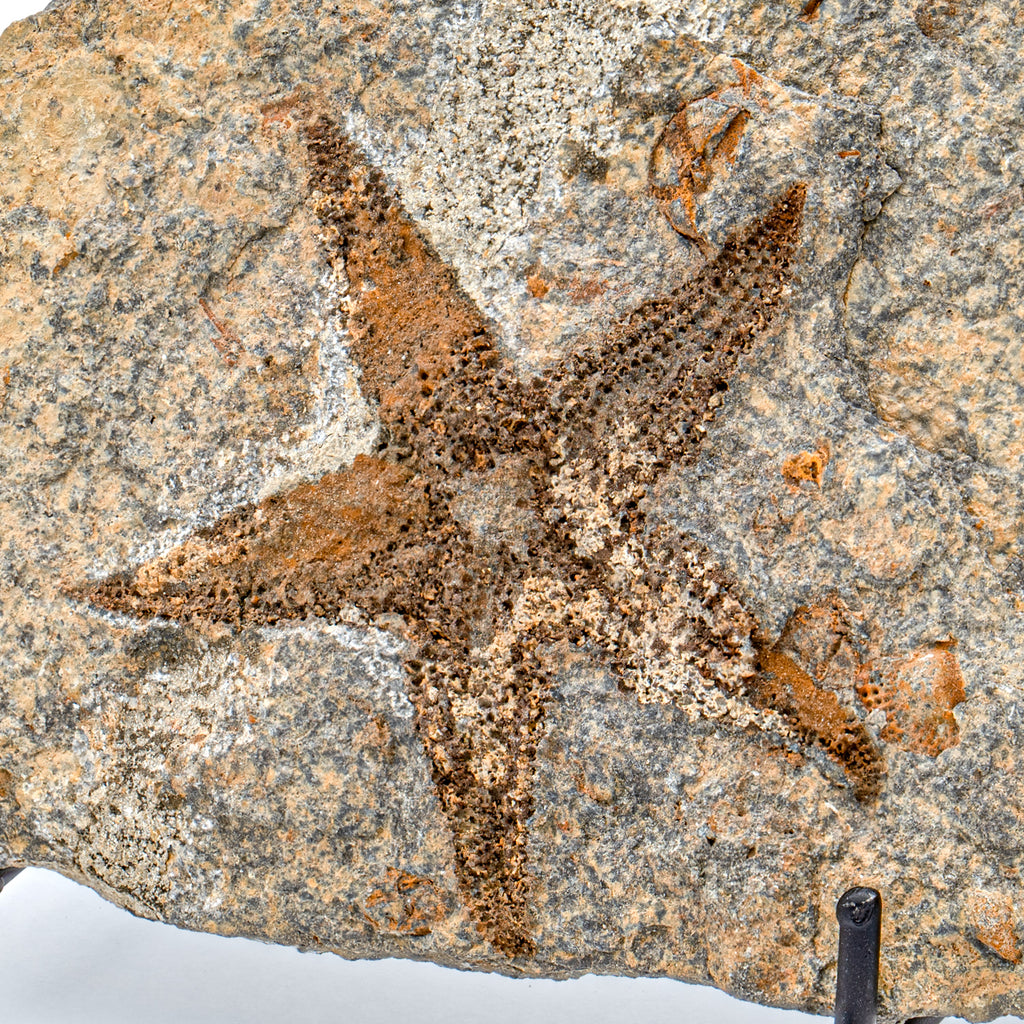 Fossil Starfish - 7.02" Petraster