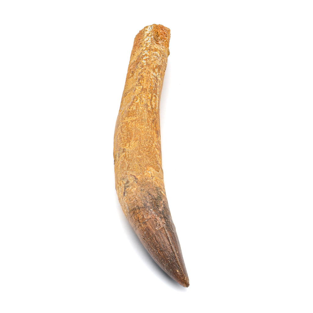 Spinosaurus Tooth - SOLD Beyond XL 7.03"